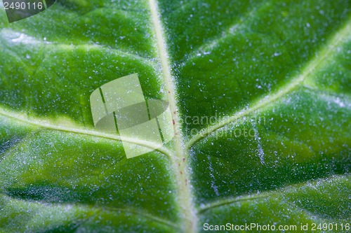 Image of Macro of green leaf with a spiderweb