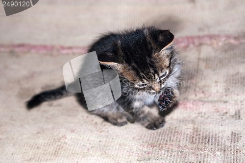 Image of funny cat looking at his paw