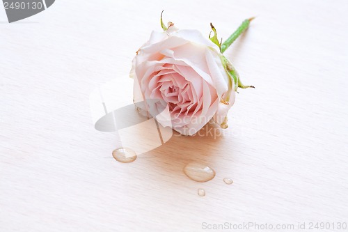 Image of pink rose and water drops on a wooden background