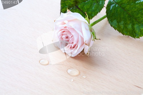 Image of pink rose and water drops on a wooden background