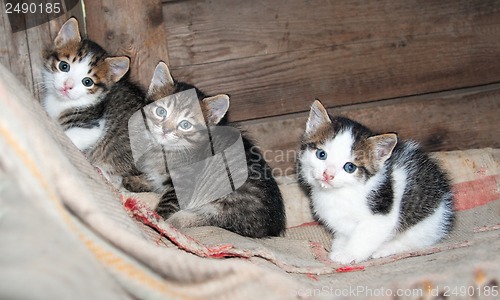 Image of three little kittens sitting on the carpet