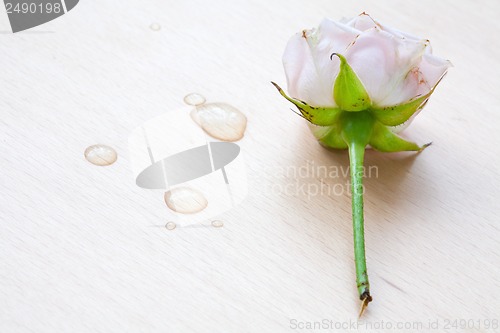 Image of pink rose and water drops on a wooden background