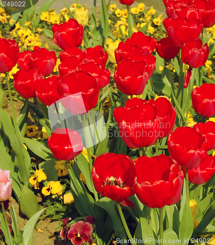 Image of Tulips