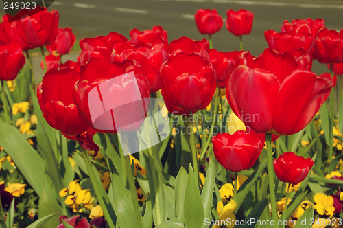 Image of Tulips