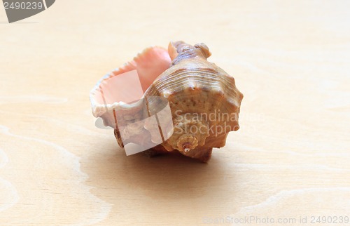 Image of sea ??shell on a background of wood