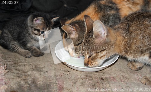 Image of Two cats are away the kitten milk