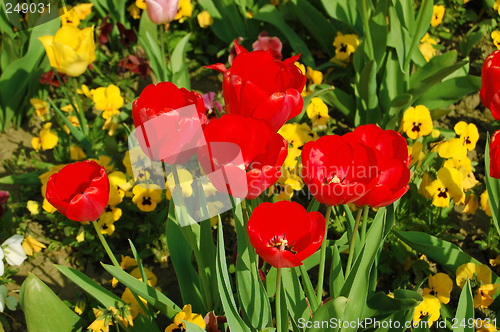 Image of Tulips