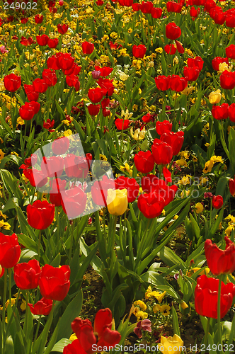 Image of Tulips