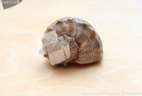 Image of sea ??shell on a background of wood