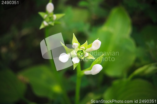 Image of unblown white flower
