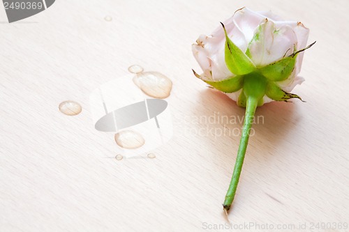 Image of pink rose and water drops on a wooden background