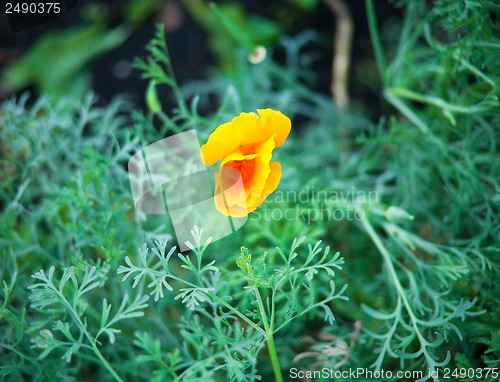 Image of bud of yellow flower on the green grass