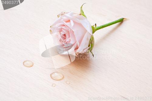 Image of pink rose and water drops on a wooden background