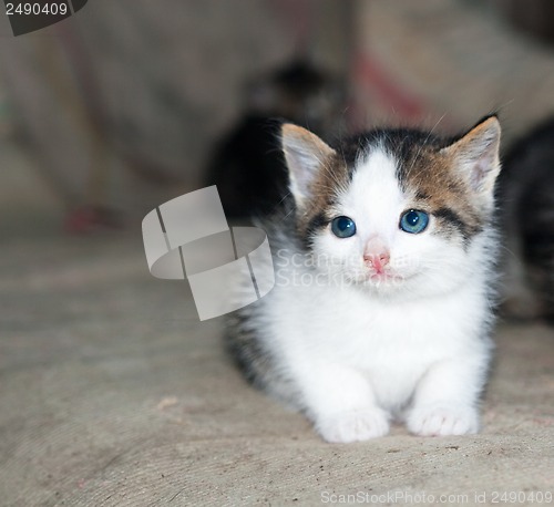 Image of Funny kitten in carpet