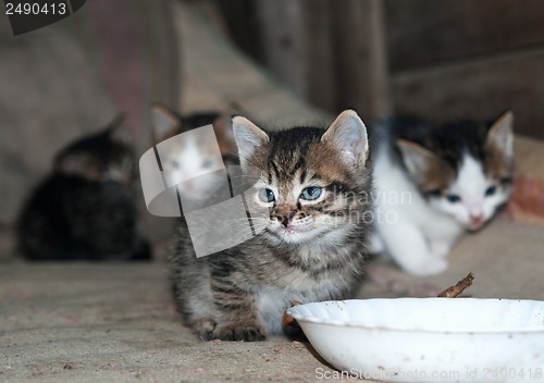 Image of kitten sits next to a bowl