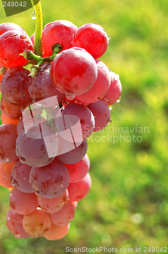 Image of Red grapes