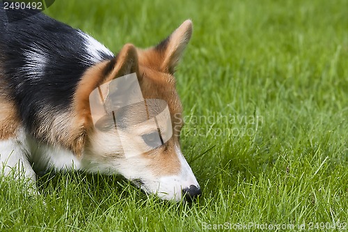 Image of sniffing