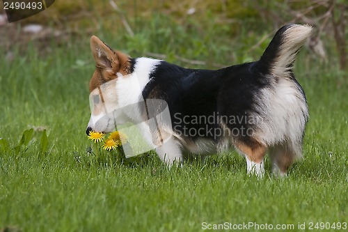 Image of sniffing on the flowers