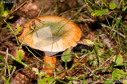 Image of false saffron milkcup