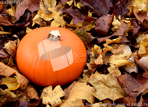 Image of Ripe orange pumpkin among dry autumn leaves