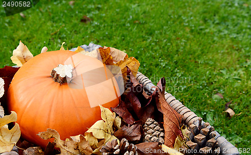 Image of Closeup of ripe pumpkin with autumn leaves and fir cones
