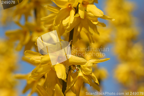 Image of Forsythia