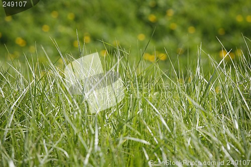 Image of Grass