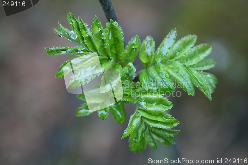 Image of springtime