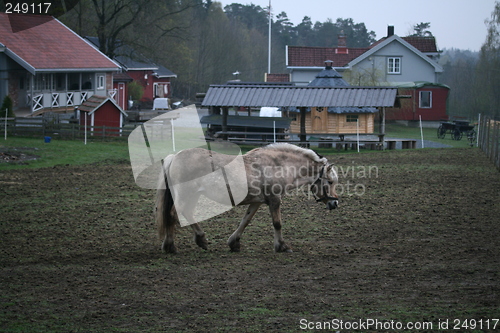 Image of On the norwegian farm