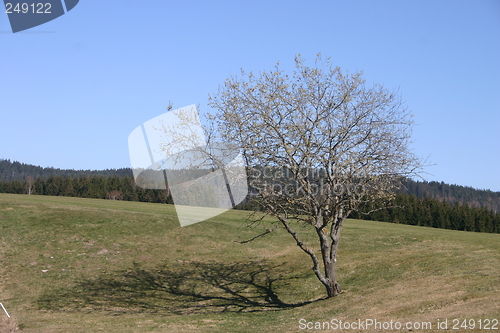 Image of spring tree