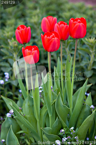 Image of Red Tulips