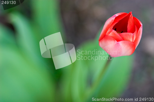 Image of Red Tulip
