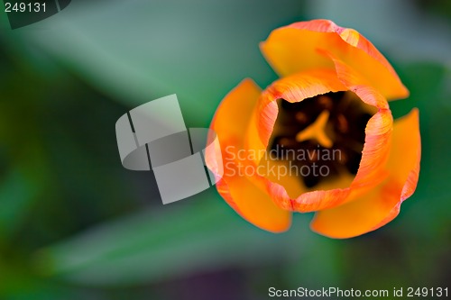 Image of Tulip