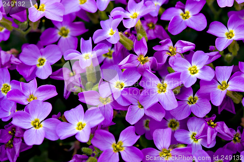 Image of Violet Floral Background
