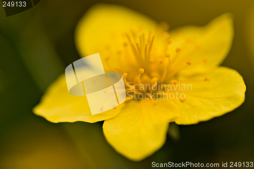 Image of Yellow