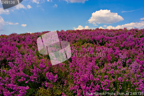 Image of Purple flowered field