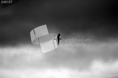 Image of Bird in Flight