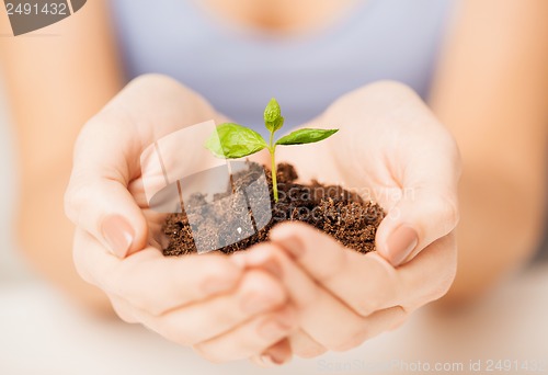 Image of hands with green sprout and ground