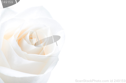 Image of white rose highkey isolated