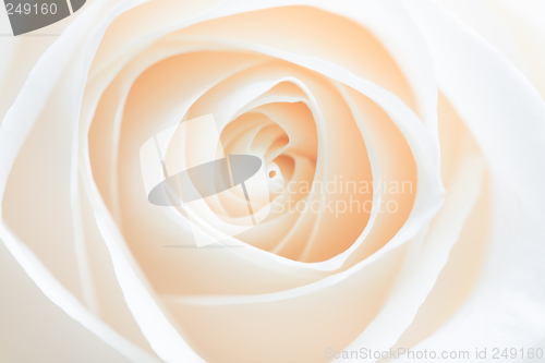 Image of rose abstract