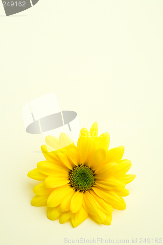 Image of daisy on subtle yellow