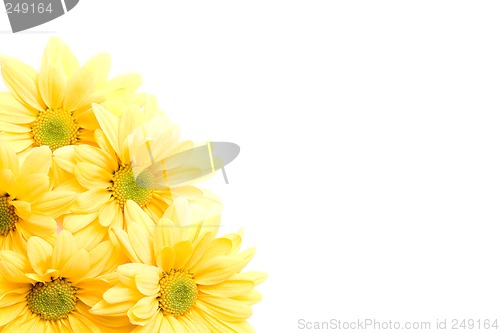 Image of yellow daisies corner