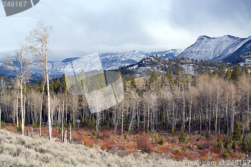 Image of wyoming wilderness