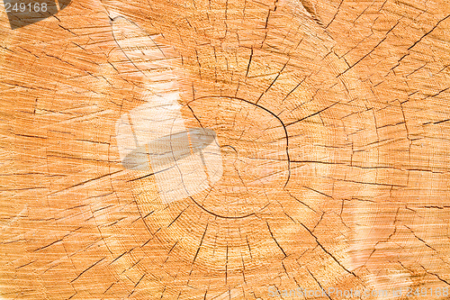 Image of tree stump background