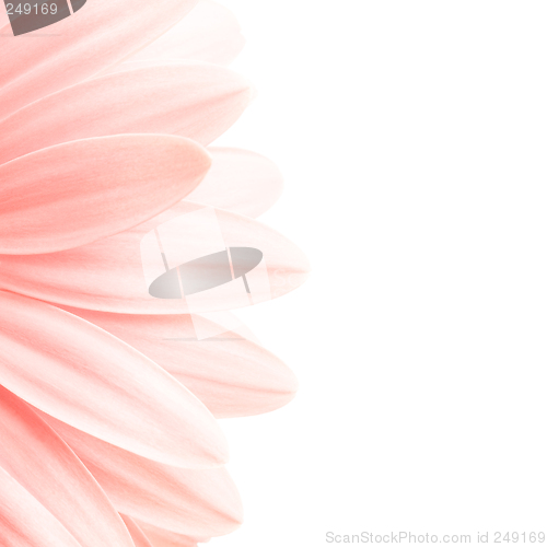 Image of pink petals highkey