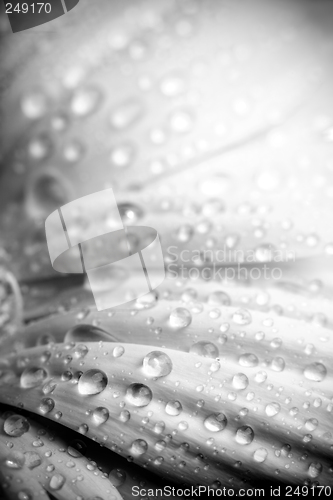 Image of rain on petals bw abstract