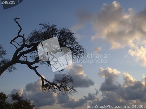 Image of Tree and clouds