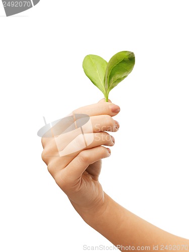 Image of woman hand with green leaves