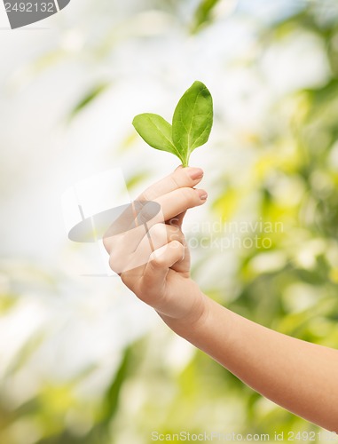 Image of woman hand with green sprout