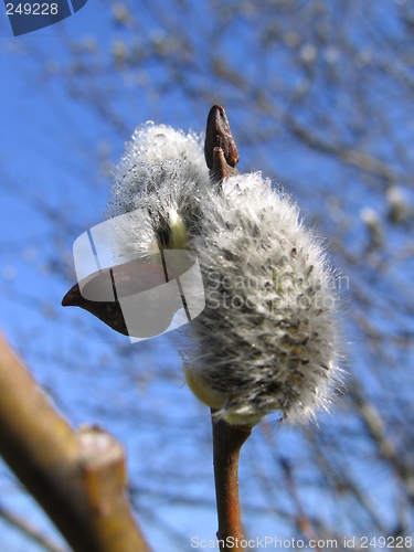 Image of Salix